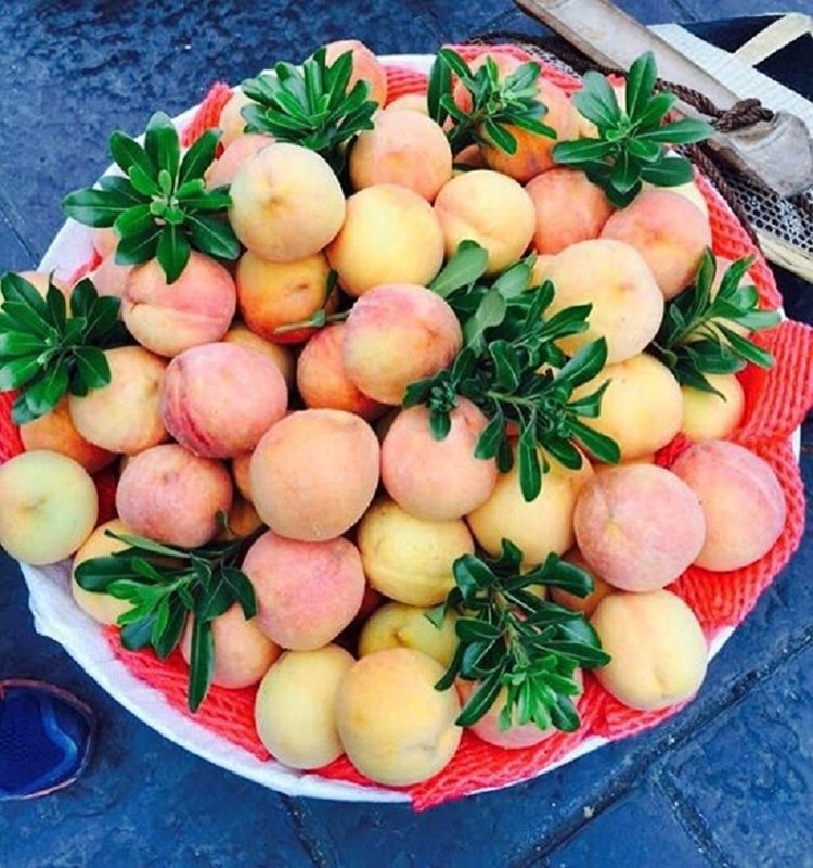 Đào ở Phượng Hoàng Cổ Trấn vô cùng tươi ngon mọng nước rất được khách du lịch ưa thích và tìm mua làm quà tặng Đào ở Phượng Hoàng Cổ Trấn vô cùng tươi ngon mọng nước rất được khách du lịch ưa thích và tìm mua làm quà tặng