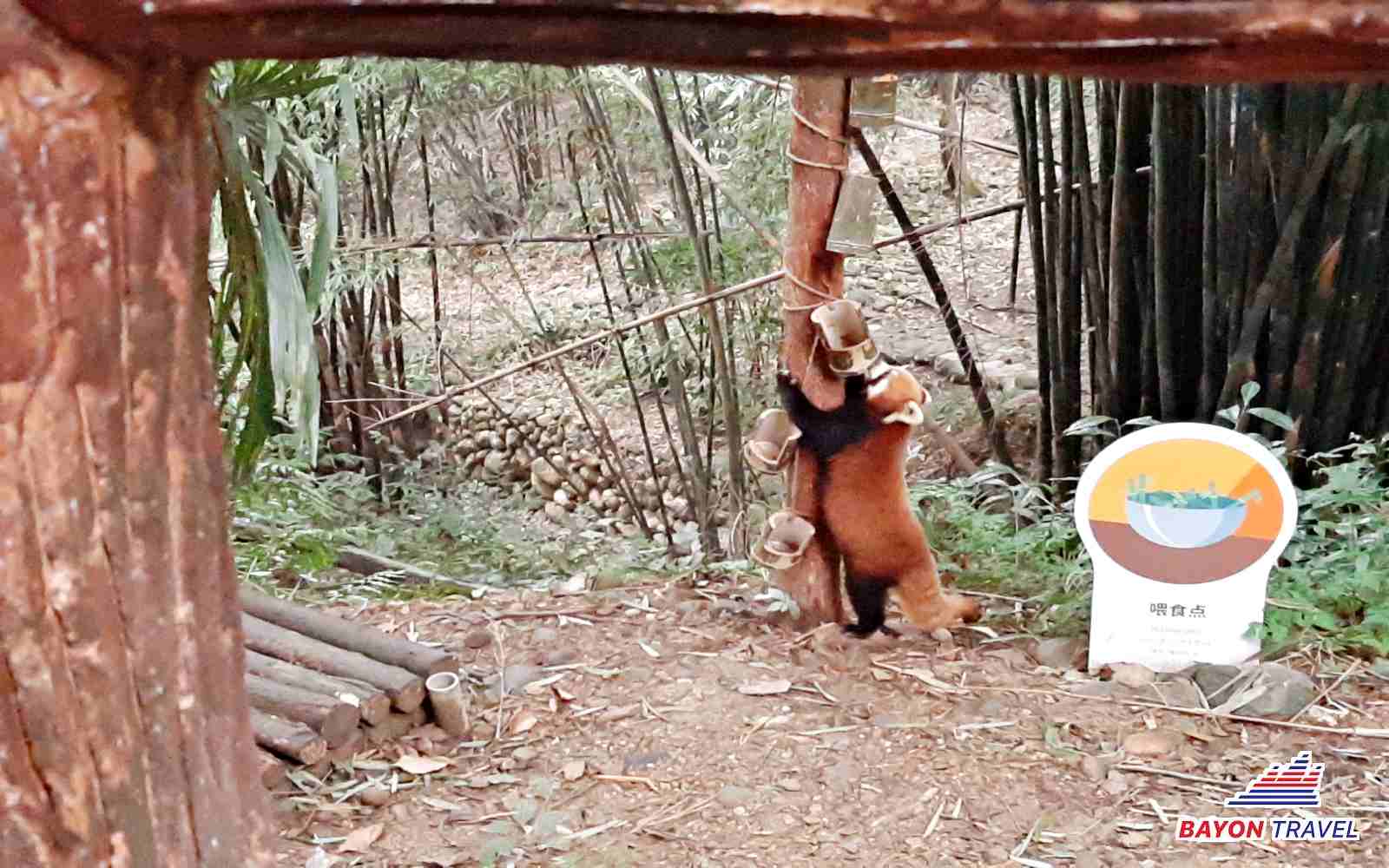 Du khách có thể tự tay cho gấu tre đỏ ăn lá trúc – du lịch Thành Đô Tứ Xuyên Trung Quốc Du khách có thể tự tay cho gấu tre đỏ ăn lá trúc – du lịch Thành Đô Tứ Xuyên Trung Quốc