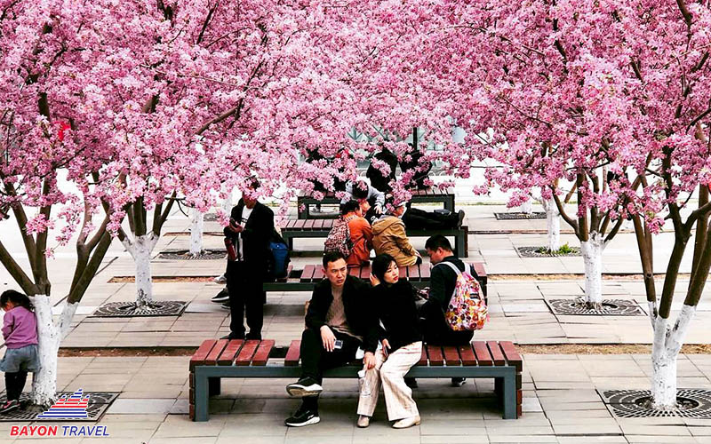 Du lịch vào mùa xuân ở Bắc Kinh ngắm hoa anh đào khoe sắc Du lịch vào mùa xuân ở Bắc Kinh ngắm hoa anh đào khoe sắc