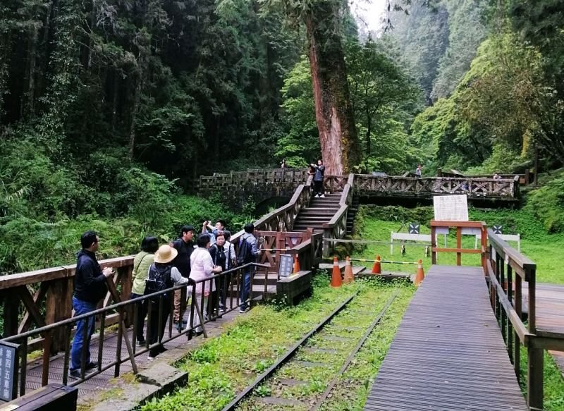 Đến khu Sacred Tree  để có thể tận hưởng khung cảnh núi rừng hữu tình nơi đây trong chương trình du lịch Đài Loan Alishan Đến khu Sacred Tree  để có thể tận hưởng khung cảnh núi rừng hữu tình nơi đây trong chương trình du lịch Đài Loan Alishan