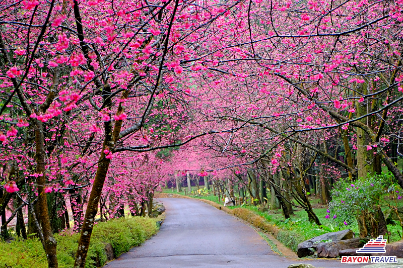 Du lịch Đài Loan cần chuẩn bị gì: Mùa xuân là lúc hoa anh đào nở rộ khắp các cung đường Du lịch Đài Loan cần chuẩn bị gì: Mùa xuân là lúc hoa anh đào nở rộ khắp các cung đường