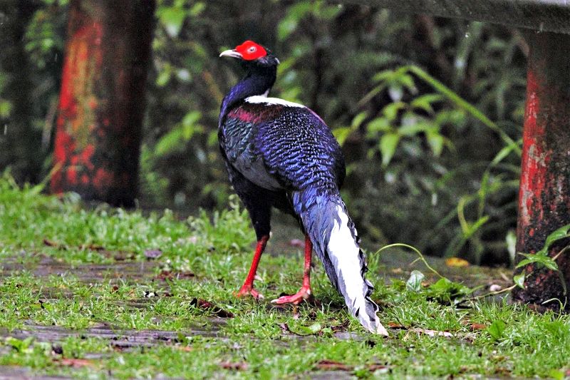 Du lịch Đài Loan tự túc: Núi Dasyueshan với nhiều loài động vật quý hiếm cần được bảo tồn Du lịch Đài Loan tự túc: Núi Dasyueshan với nhiều loài động vật quý hiếm cần được bảo tồn