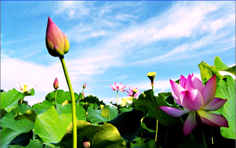 Du lịch Hàng Châu Thượng Hải mùa sen nở Du lịch Hàng Châu Thượng Hải mùa sen nở