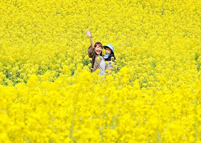 Các bạn cũng có thể dẫn theo trẻ em đi tour du lịch Phượng Hoàng Cổ Trấn mùa xuân ngắm hoa cải dầu, chắc chắn các bé sẽ rất thích cho mà xem (Ảnh: sưu tầm) Các bạn cũng có thể dẫn theo trẻ em đi tour du lịch Phượng Hoàng Cổ Trấn mùa xuân ngắm hoa cải dầu, chắc chắn các bé sẽ rất thích cho mà xem (Ảnh: sưu tầm)