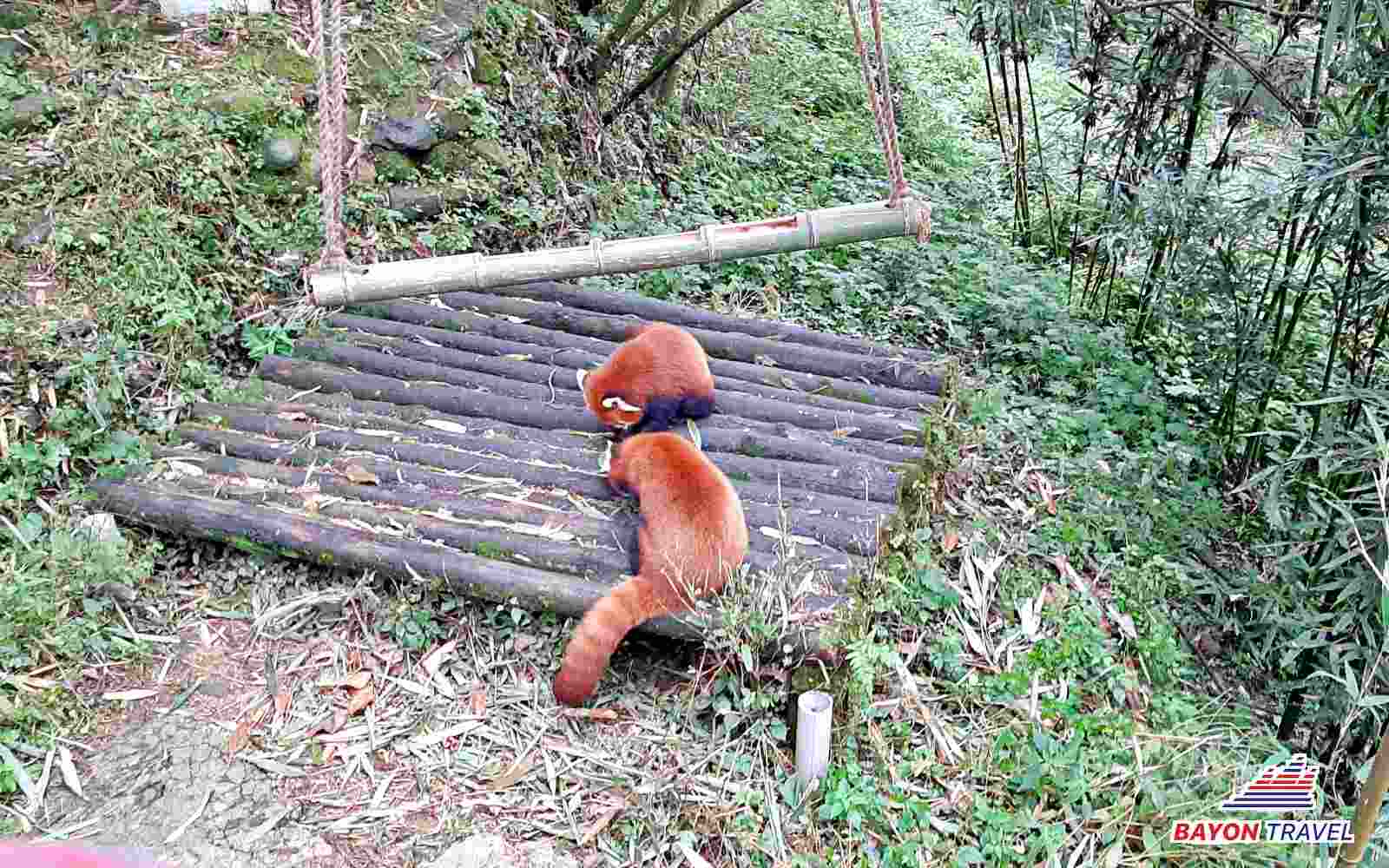 Gấu trúc đỏ chỉ còn tồn tại khoảng 10.000 cá thể trưởng thành – du lịch Thành Đô Tứ Xuyên Trung Quốc Gấu trúc đỏ chỉ còn tồn tại khoảng 10.000 cá thể trưởng thành – du lịch Thành Đô Tứ Xuyên Trung Quốc