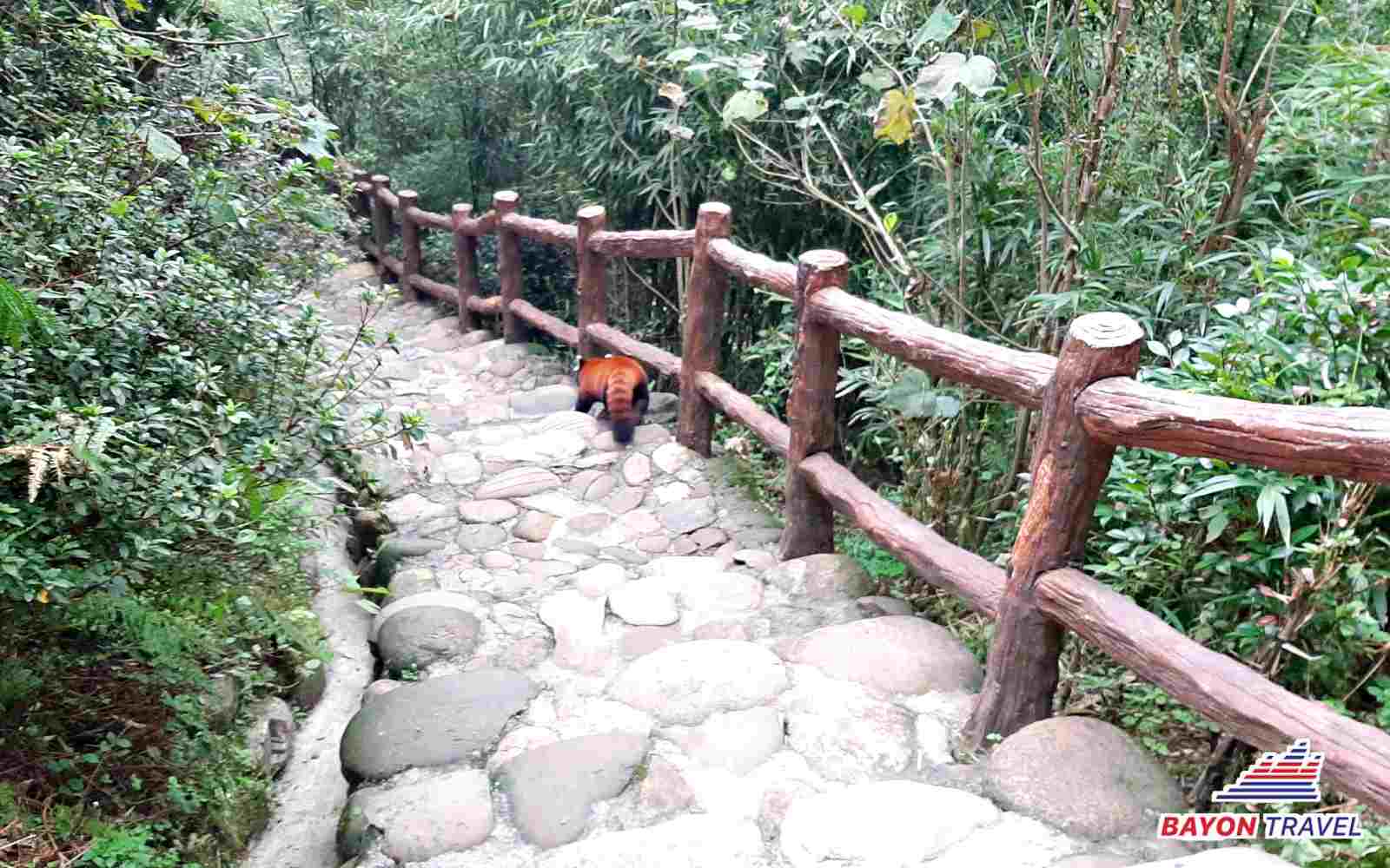 Gấu trúc đỏ là loại động vật khách du lịch Thành Đô Trung Quốc có thể bắt gặp nhiều nhất khi đi thăm quan khu bảo tồn Gấu trúc đỏ là loại động vật khách du lịch Thành Đô Trung Quốc có thể bắt gặp nhiều nhất khi đi thăm quan khu bảo tồn