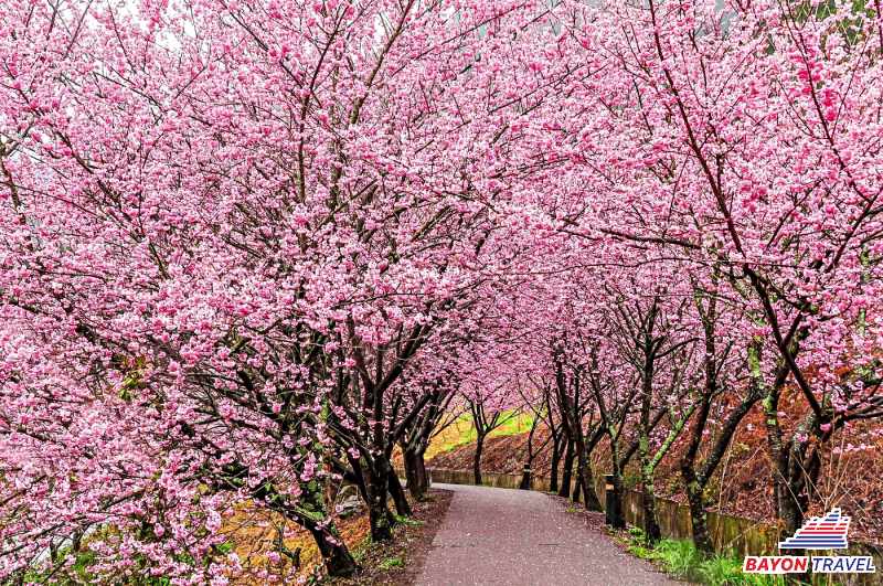 Du lịch Đài Loan mùa nào đẹp nhất: Nông trường Vũ Lăng (Wuling Farm) vào mùa hoa anh đào Du lịch Đài Loan mùa nào đẹp nhất: Nông trường Vũ Lăng (Wuling Farm) vào mùa hoa anh đào