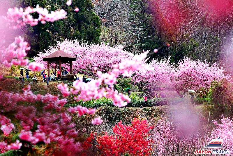 Du lịch Đài Loan mùa xuân Du lịch Đài Loan mùa xuân