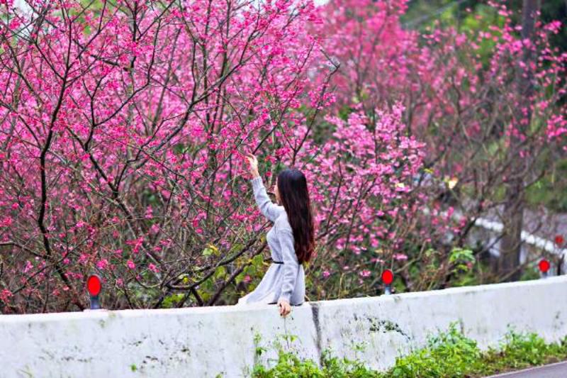Du lịch Đài Loan vào tháng mấy để Chiêm ngưỡng cảnh sắc tuyệt đẹp của mùa xuân Đài Loan Du lịch Đài Loan vào tháng mấy để Chiêm ngưỡng cảnh sắc tuyệt đẹp của mùa xuân Đài Loan
