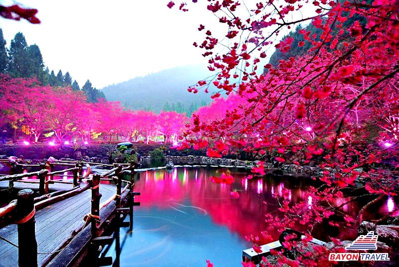 Du lịch Đài Loan vào mùa xuân để thưởng thức hoa đào Du lịch Đài Loan vào mùa xuân để thưởng thức hoa đào