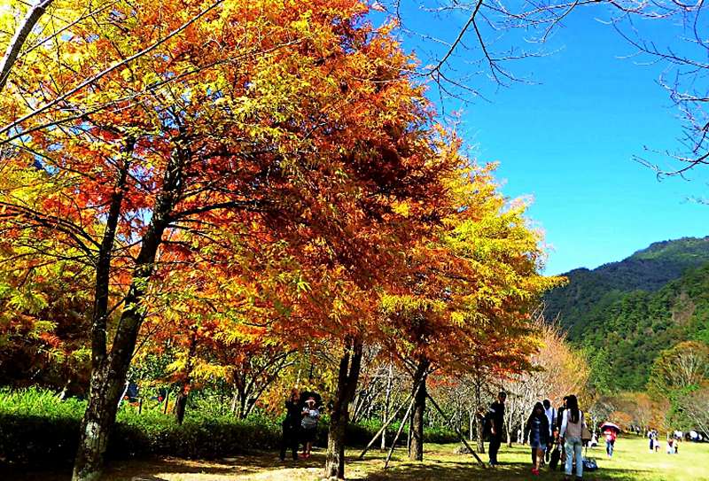 Du lịch Đài Loan vào tháng mấy để dạo bước dưới tán lá phong đỏ Du lịch Đài Loan vào tháng mấy để dạo bước dưới tán lá phong đỏ