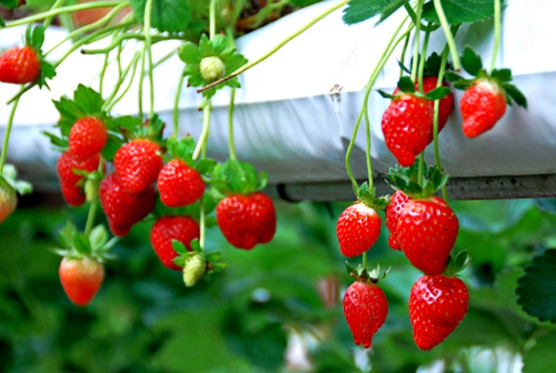 Du lịch Đài Loan vào mùa hè Du khách sẽ được tự tay mình hái, thưởng thức tại vườn Du lịch Đài Loan vào mùa hè Du khách sẽ được tự tay mình hái, thưởng thức tại vườn