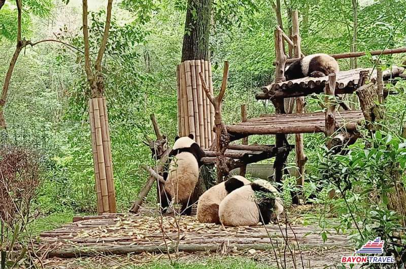 Hơn 3000 cá thể gấu trúc đang được bảo tồn tại nơi đây - du lịch Thành Đô Tứ Xuyên Trung Quốc Hơn 3000 cá thể gấu trúc đang được bảo tồn tại nơi đây - du lịch Thành Đô Tứ Xuyên Trung Quốc