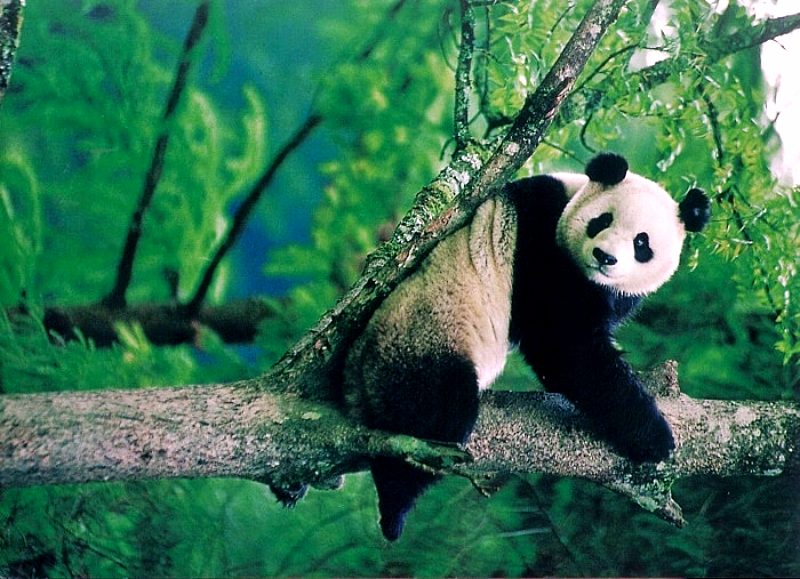 Khu bảo tồn gấu trúc lớn - du lịch Cửu Trại Câu Khu bảo tồn gấu trúc lớn - du lịch Cửu Trại Câu