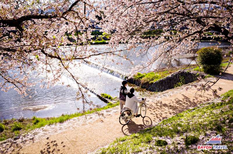 Du lịch Nhật Bản: Thưởng ngoạn hoa anh đào ở Kamogawa Du lịch Nhật Bản: Thưởng ngoạn hoa anh đào ở Kamogawa