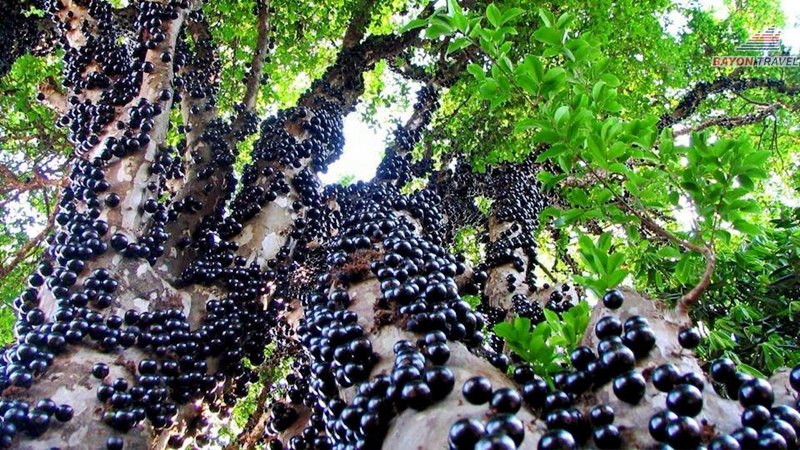 Khách du lịch nếu yêu thích món nho thân gỗ độc và lạ này thì có thể tìm mua dể dàng ở Phượng Hoàng Cổ Trấn cho món quà du lịch sắp tới của mình Khách du lịch nếu yêu thích món nho thân gỗ độc và lạ này thì có thể tìm mua dể dàng ở Phượng Hoàng Cổ Trấn cho món quà du lịch sắp tới của mình