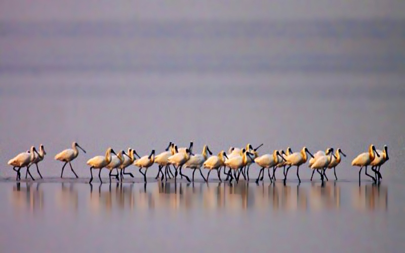 Du lịch Đài Loan vào mùa hè để ngắm nhìn Đài Giang. Du lịch Đài Loan vào mùa hè để ngắm nhìn Đài Giang.