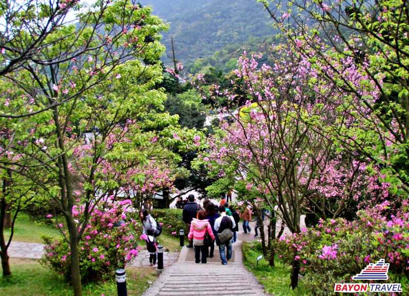 Du lịch Đài Loan vào mùa xuân nên ghé Dương Minh Sơn Du lịch Đài Loan vào mùa xuân nên ghé Dương Minh Sơn