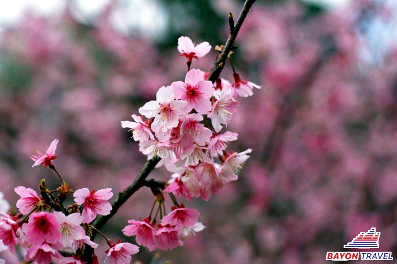 Du lịch Đài Loan vào mùa xuân nên ghé phố cổ Wulai Du lịch Đài Loan vào mùa xuân nên ghé phố cổ Wulai