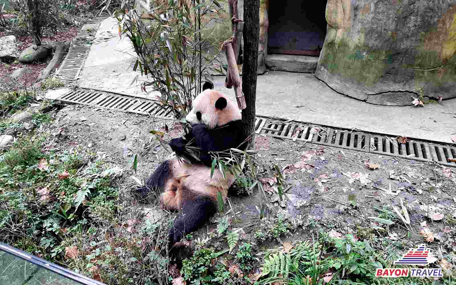 Du lịch Thành Đô Tứ Xuyên Trung Quốc Du lịch Thành Đô Tứ Xuyên Trung Quốc