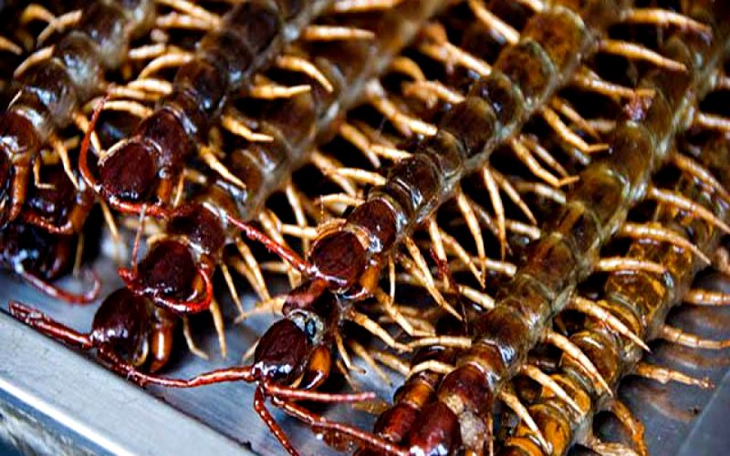 Rết nướng đặc sản Bắc Kinh – du lịch Bắc Kinh có gì hay Rết nướng đặc sản Bắc Kinh – du lịch Bắc Kinh có gì hay