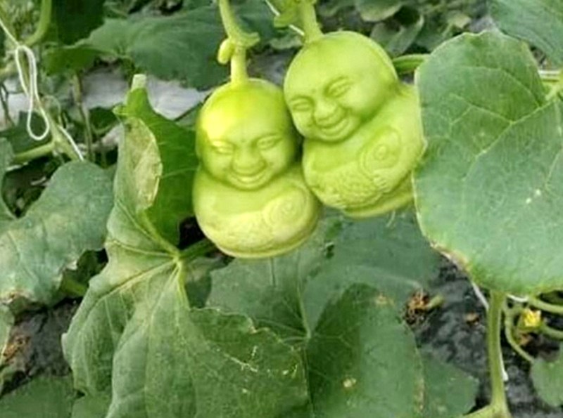 Người ta còn tạo thêm các hoa văn cho trái lê được bắt mắt hơn cho món quà du lịch từ Phượng Hoàng cổ trấn dành cho người thân bạn bè Người ta còn tạo thêm các hoa văn cho trái lê được bắt mắt hơn cho món quà du lịch từ Phượng Hoàng cổ trấn dành cho người thân bạn bè