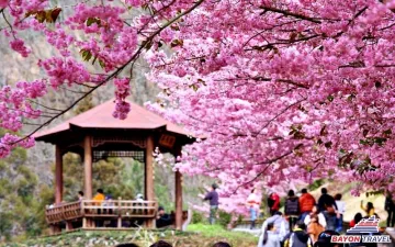 Top địa điểm ngắm hoa anh đào cực đẹp khi du lịch Đài Loan vào mùa xuân