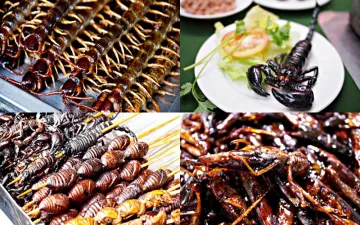 Những món ăn kinh dị nhất tại Bắc Kinh - giải đáp thắc mắc du lịch Bắc Kinh có gì hay cuốn hút du khách trẻ