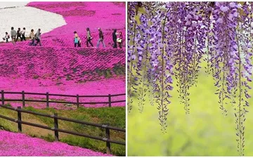 Những điều cần biết khi đi du lịch Hokkaido