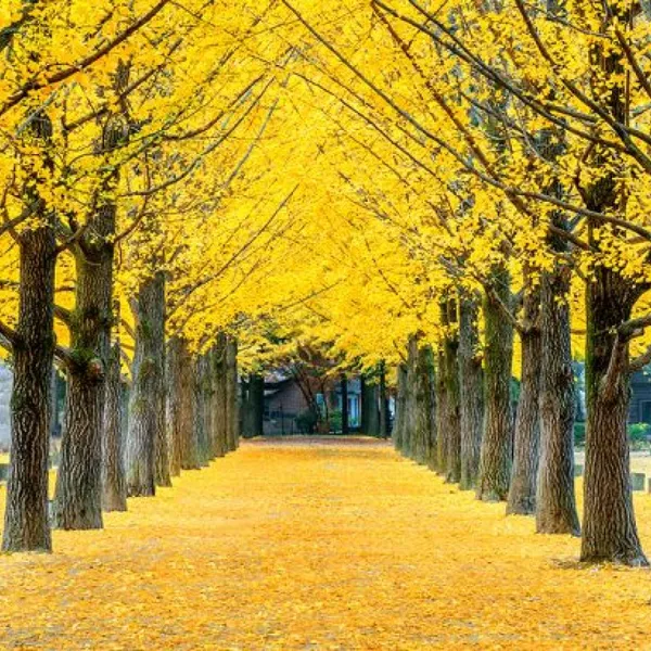 4N3Đ Tour du lịch Hàn Quốc: EVERLAND - SEOUL - NAMI - HANBOK - LÀNG CỔ