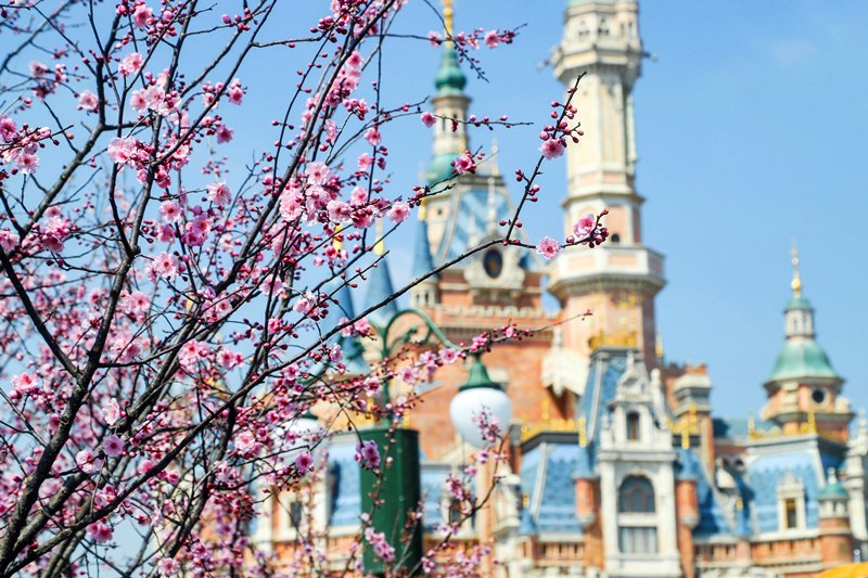 Đi tour du lịch Bắc Kinh Thượng Hải ngắm hoa anh đào mùa xuân Đi tour du lịch Bắc Kinh Thượng Hải ngắm hoa anh đào mùa xuân