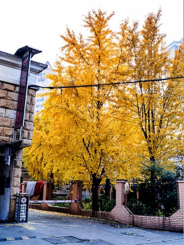 Một góc cổ trấn Chu Gia Giác ở Thượng Hải có tuyết vào mùa đông Một góc cổ trấn Chu Gia Giác ở Thượng Hải có tuyết vào mùa đông