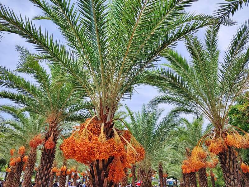 Làng hoa Sa Đéc là điểm đến mới hứa hẹn thu hút khách du lịch bốn phương đến với miền Tây sông nước Làng hoa Sa Đéc là điểm đến mới hứa hẹn thu hút khách du lịch bốn phương đến với miền Tây sông nước