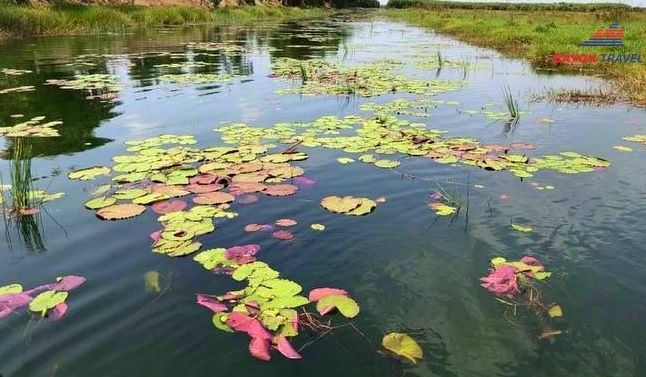Mọi thứ trong khu du lịch Tràm Chim Đồng Tháp này luôn tĩnh lặng, trừ tiếng chân du khách lội sình và tiếng mái chèo khua nước. Mọi thứ trong khu du lịch Tràm Chim Đồng Tháp này luôn tĩnh lặng, trừ tiếng chân du khách lội sình và tiếng mái chèo khua nước.