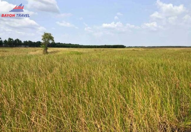 Du lịch Đồng Tháp: Một góc cánh đồng cỏ năng kim, nơi có thể mùa này không trổ hoa Hoàng đầu ấn, nhưng có thể mùa sau lại có. Ở đây hoa Hoàng đầu ấn mọc xen kẽ cùng cỏ năng Du lịch Đồng Tháp: Một góc cánh đồng cỏ năng kim, nơi có thể mùa này không trổ hoa Hoàng đầu ấn, nhưng có thể mùa sau lại có. Ở đây hoa Hoàng đầu ấn mọc xen kẽ cùng cỏ năng