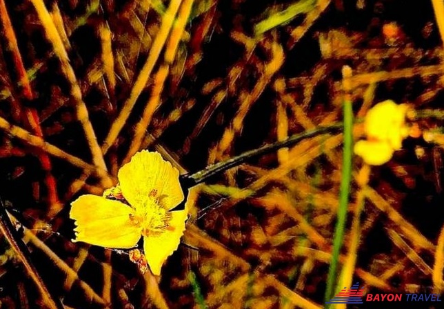 Khách du lịch Tràm Chim Đồng Tháp chụp cận ảnh một bông hoa Hoàng đấu ấn Khách du lịch Tràm Chim Đồng Tháp chụp cận ảnh một bông hoa Hoàng đấu ấn