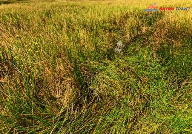 Du lịch Đồng Tháp: Sau mỗi cơn gió lớn, cỏ năng lại ngã rạp đủ kiểu che kín “lối mòn”, khiến du khách lúng túng đôi chút khi tìm đường đi trên cánh đồng ngập nước mênh mông này Du lịch Đồng Tháp: Sau mỗi cơn gió lớn, cỏ năng lại ngã rạp đủ kiểu che kín “lối mòn”, khiến du khách lúng túng đôi chút khi tìm đường đi trên cánh đồng ngập nước mênh mông này