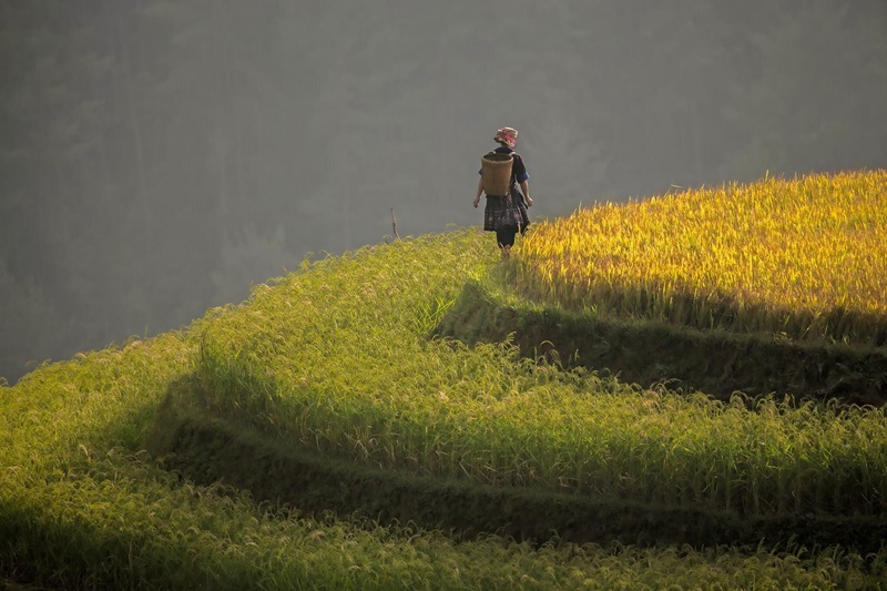 Ruộng bậc thang Mù Cang Chải từ lâu trở thành điểm đến lý tưởng cho khách du lịch Sapa Ruộng bậc thang Mù Cang Chải từ lâu trở thành điểm đến lý tưởng cho khách du lịch Sapa