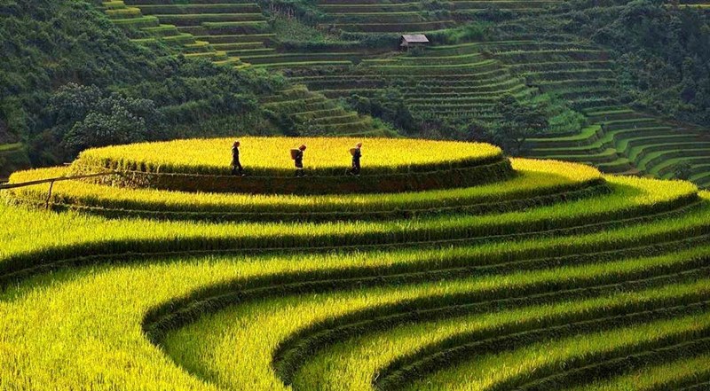 Ruộng bậc thang vào mùa lúa chín ở Sapa sẽ hút hồn khách du lịch bốn phương Ruộng bậc thang vào mùa lúa chín ở Sapa sẽ hút hồn khách du lịch bốn phương