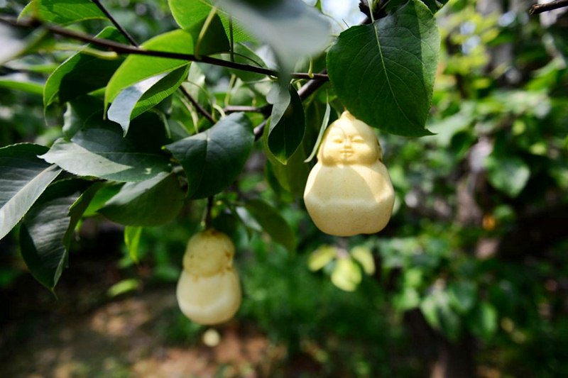 Trái lê hình phật này ở Phượng Hoàng cổ trấn không chỉ có kiểu dáng lạ mắt mà ăn cũng rất ngon Trái lê hình phật này ở Phượng Hoàng cổ trấn không chỉ có kiểu dáng lạ mắt mà ăn cũng rất ngon