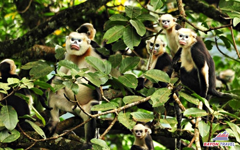 Voọc mũi hếch vàng hiện đang được bảo tồn tại thắng cảnh Hoàng Long – du lịch Thành Đô Cửu Trại Câu Voọc mũi hếch vàng hiện đang được bảo tồn tại thắng cảnh Hoàng Long – du lịch Thành Đô Cửu Trại Câu