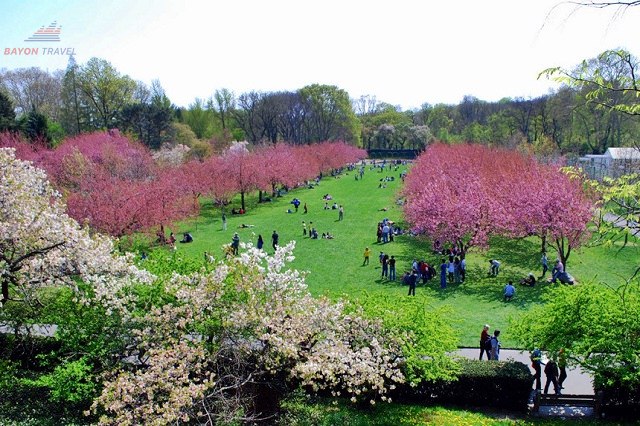 Khách du lịch khám phá vườn Bách Thảo Bắc Kinh mùa xuân hoa nở Khách du lịch khám phá vườn Bách Thảo Bắc Kinh mùa xuân hoa nở