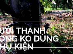 KỸ THUẬT TƯỚI HIỆU QUẢ CHO CÂY THANH LONG