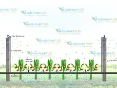 GIẢI PHÁP TƯỚI GỐC VÀ NGỌN CHO THANH LONG TRỒNG GIÀN THEO KIỂU ÚC - VỎ VÀNG RUỘT TRẮNG