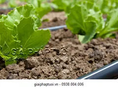 CÁCH LÀM HỆ THỐNG TƯỚI NHỎ GIỌT, TƯỚI PHUN MƯA CHO VƯỜN RAU TẠI NHÀ