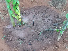 CỎ MỌC MƠN MỞN NƠI ĐƯỢC TƯỚI