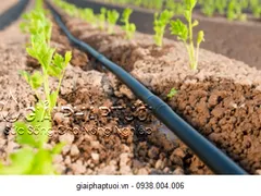 CÔNG NGHỆ TƯỚI NHỎ GIỌT CÓ PHÙ HỢP KHÔNG?