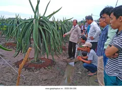 DEMO TƯỚI BÙ ÁP CHO CÂY THANH LONG, MÃNG CẦU, CAM, QUÝT,