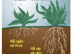 ĐO ĐỘ ẨM KIỂM CHỨNG TƯỚI NHỎ GIOT