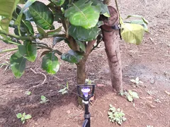 HỆ THỐNG TƯỚI PHUN MƯA CHO 1 HECTA  BƯỞI